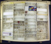 Media resource of Paracoenia bisetosa