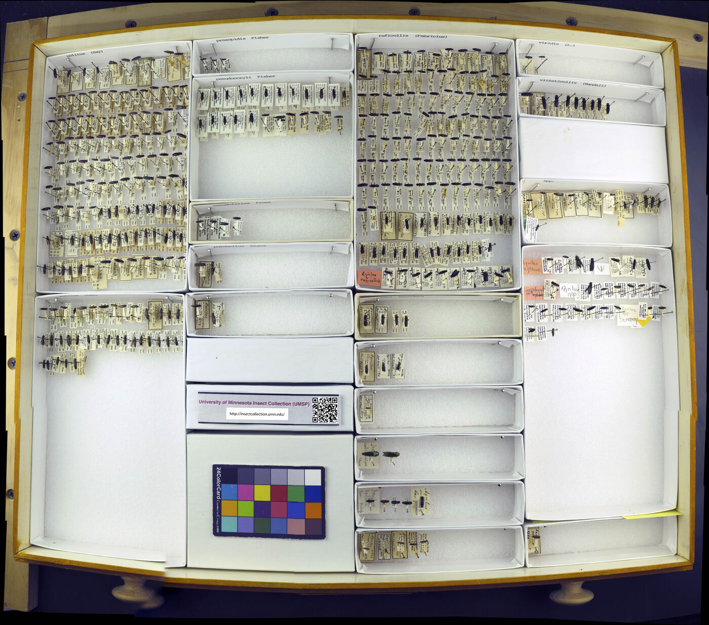 Agrilus politus image