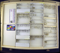 Media resource of Lamproscatella arichaeta