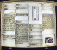 Media resource of Anthaxia aeneogaster