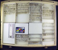 Media resource of Parydra aurata