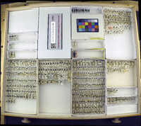 Media resource of Belionota fallaciosa