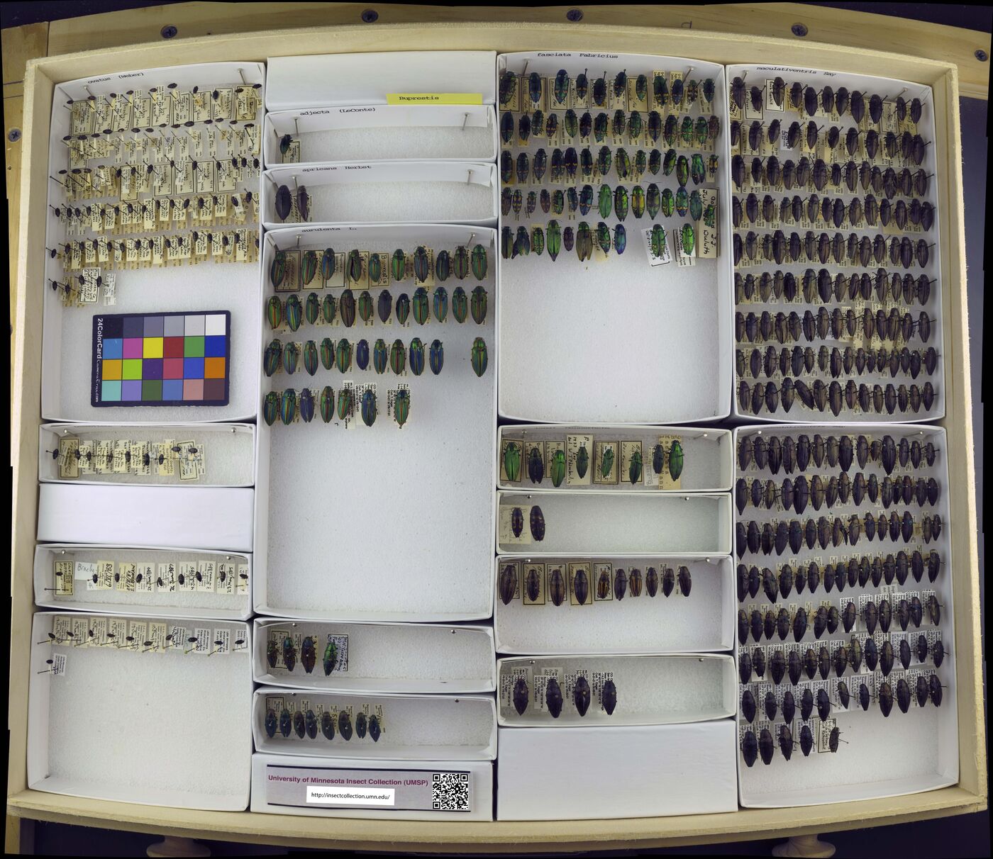 Buprestis aurulenta image