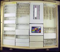 Media resource of Scatella amnica