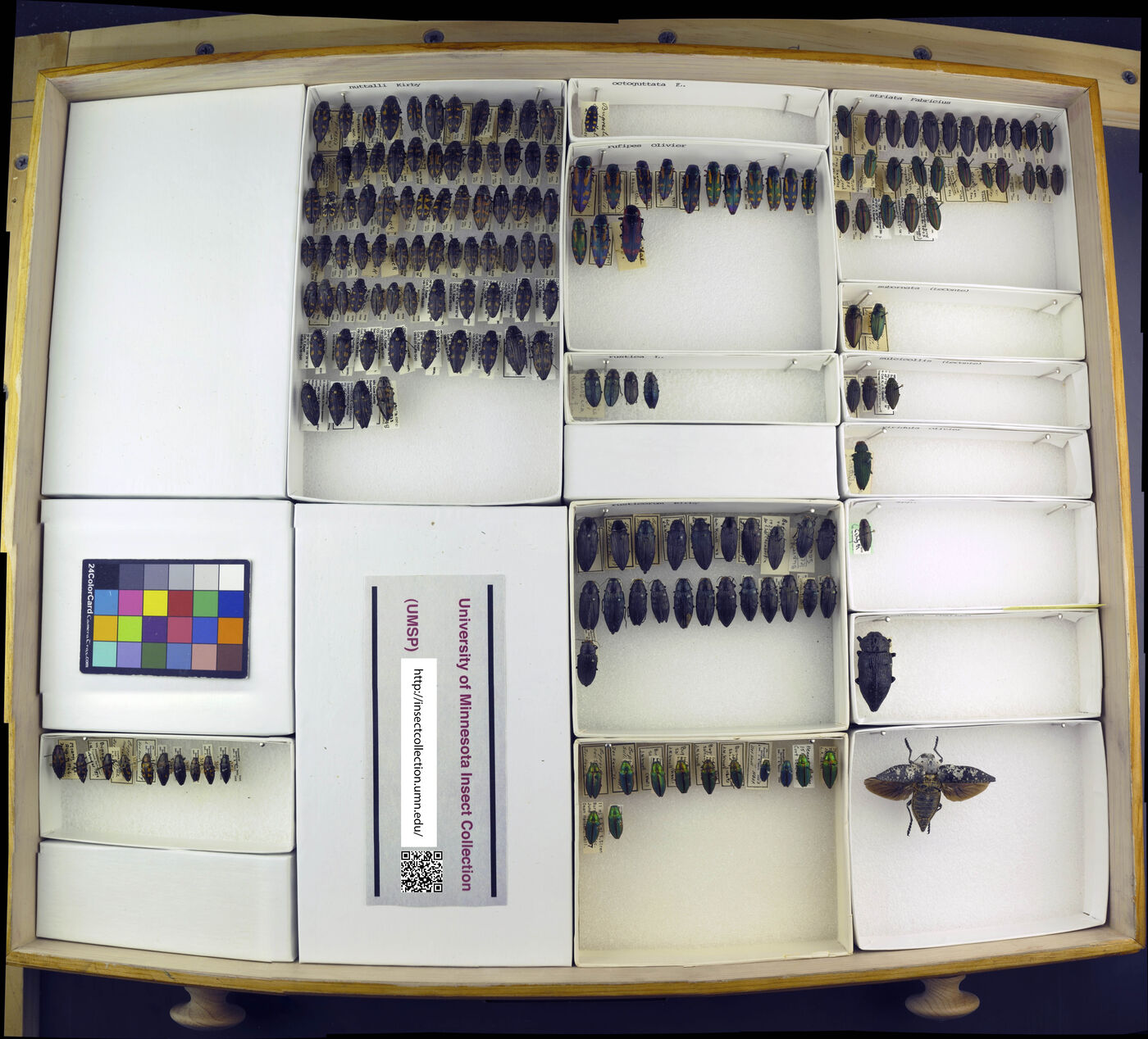 Buprestis nutalli image