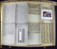 Media resource of Scatella nitidithorax