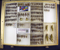 Media resource of Campylacantha olivacea