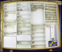 Media resource of Bembidion aenulum