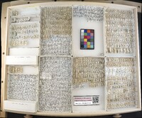 Media resource of Balclutha abdominalis