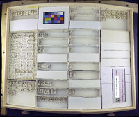 Media resource of Setacera aldrichi