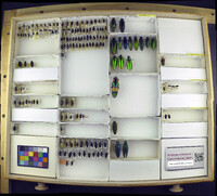 Media resource of Chrysochroa fulminans