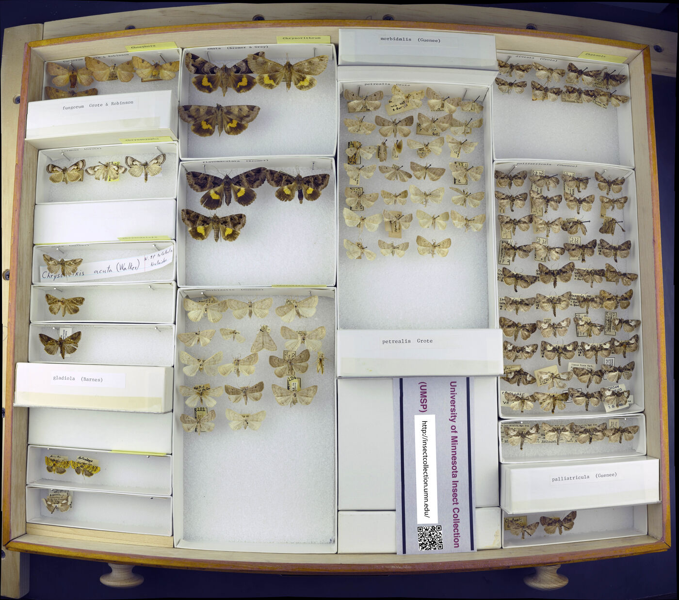 Choephora fungorum image