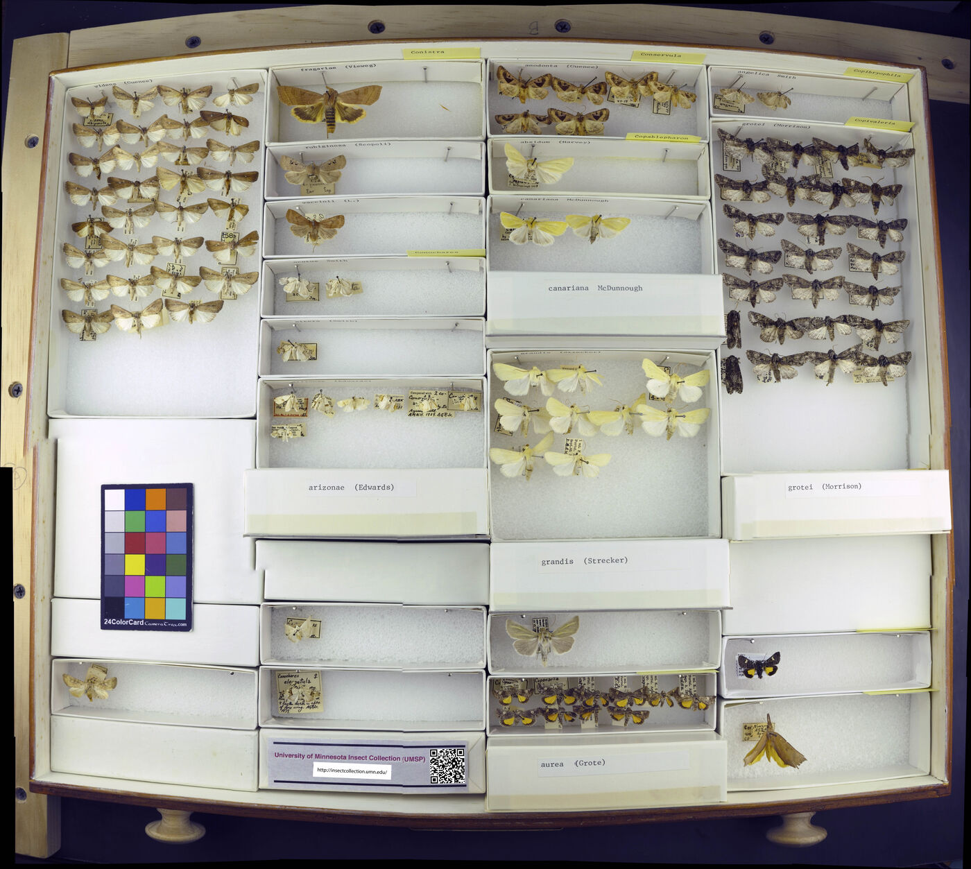 Conistra rubiginosa image