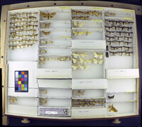 Media resource of Conistra rubiginosa