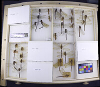 Media resource of Boyeria grafiana