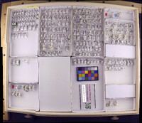 Media resource of Helicopsyche chiriquensis