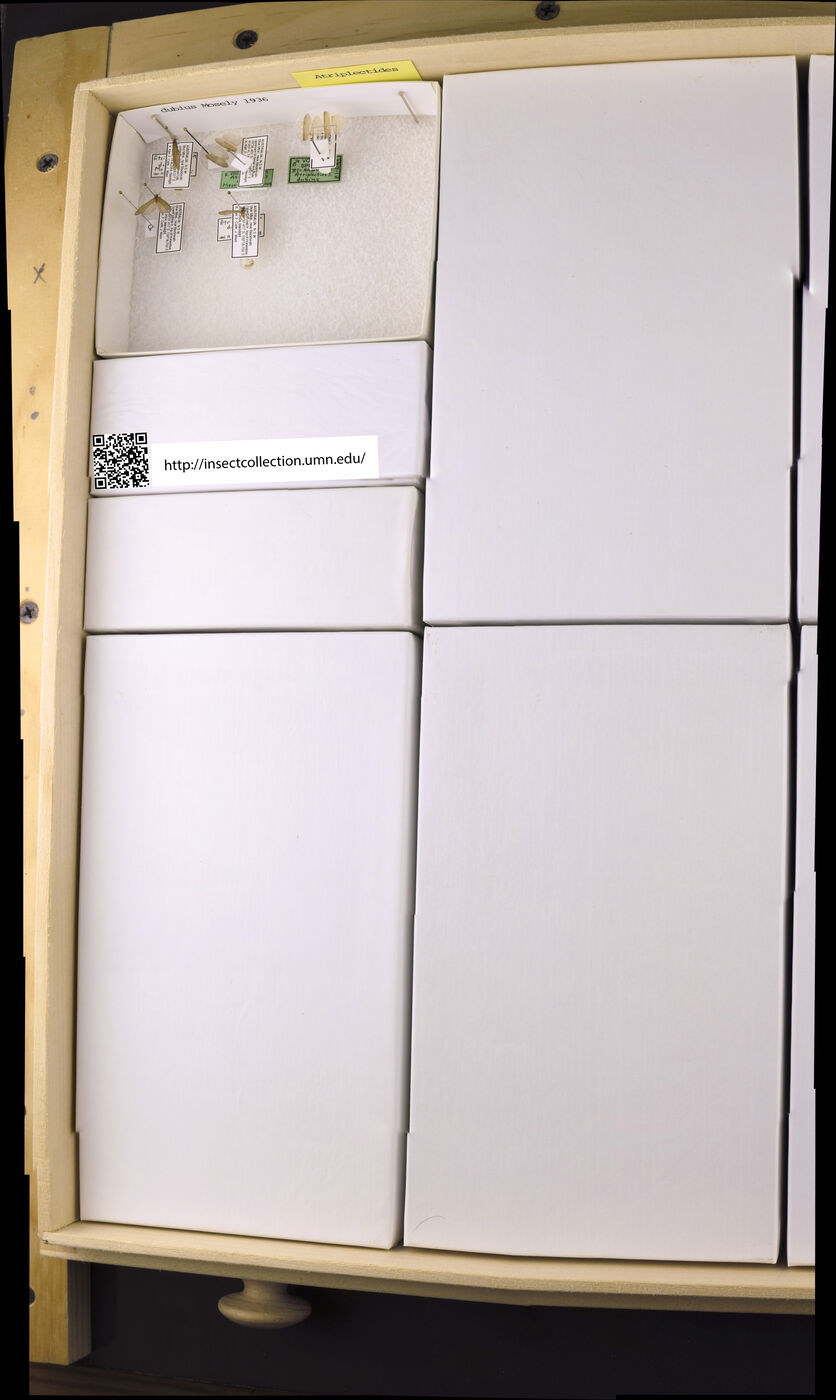 Atriplectides dubius image