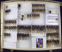 Media resource of Guyalna distanti