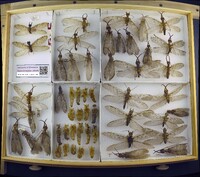 Media resource of Corydalus colombianus