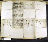 Media resource of Lestes disjunctus