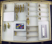 Media resource of Liturgusa maya