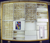 Media resource of Cosmia calami