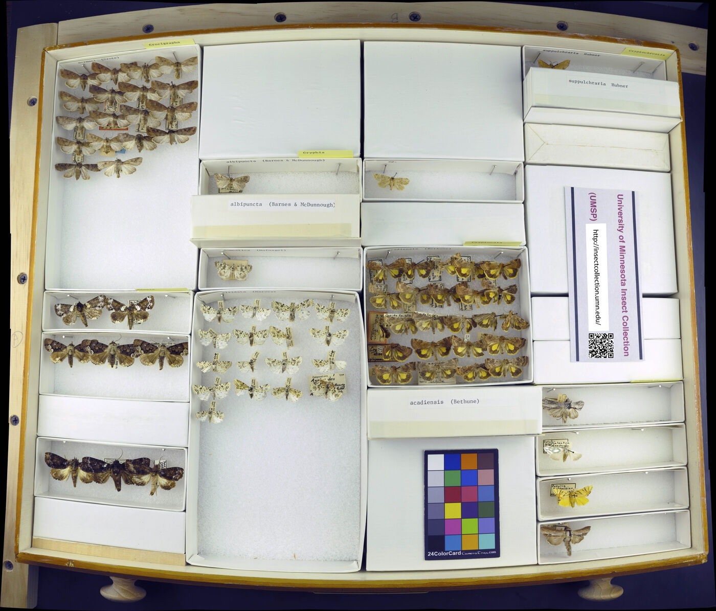 Crocigrapha normani image