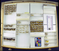 Media resource of Crocigrapha normani