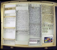 Leptocera fontinalis image