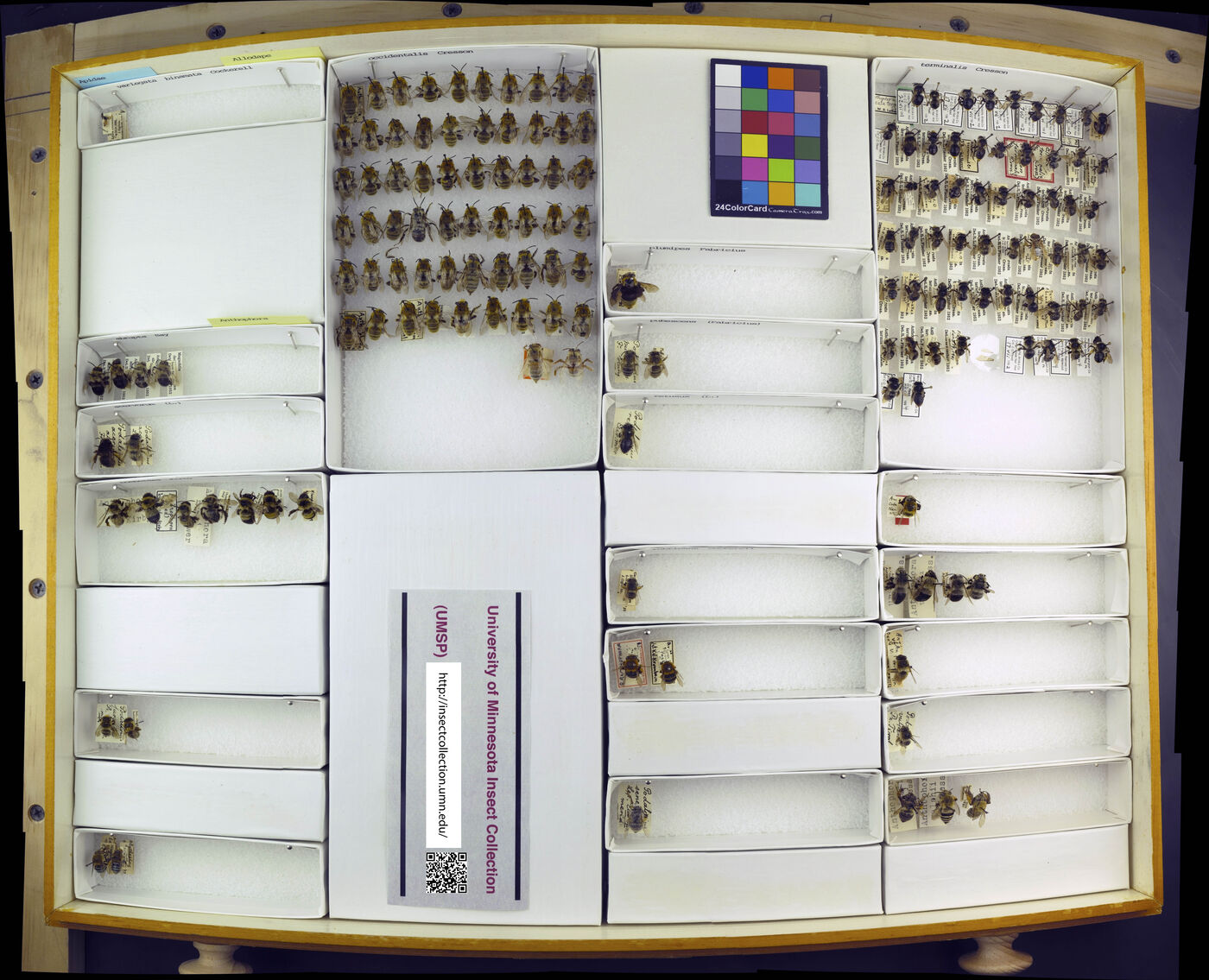 Anthophora abrupta image