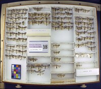 Media resource of Cucullia asteroides