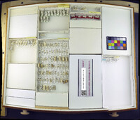 Sphaerocera curvipes image