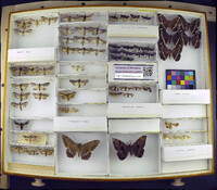 Media resource of Cucullia montanae