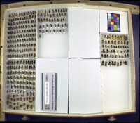 Apis mellifera image