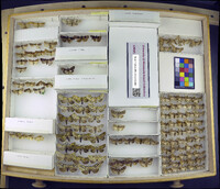 Media resource of Dichonia aprilina