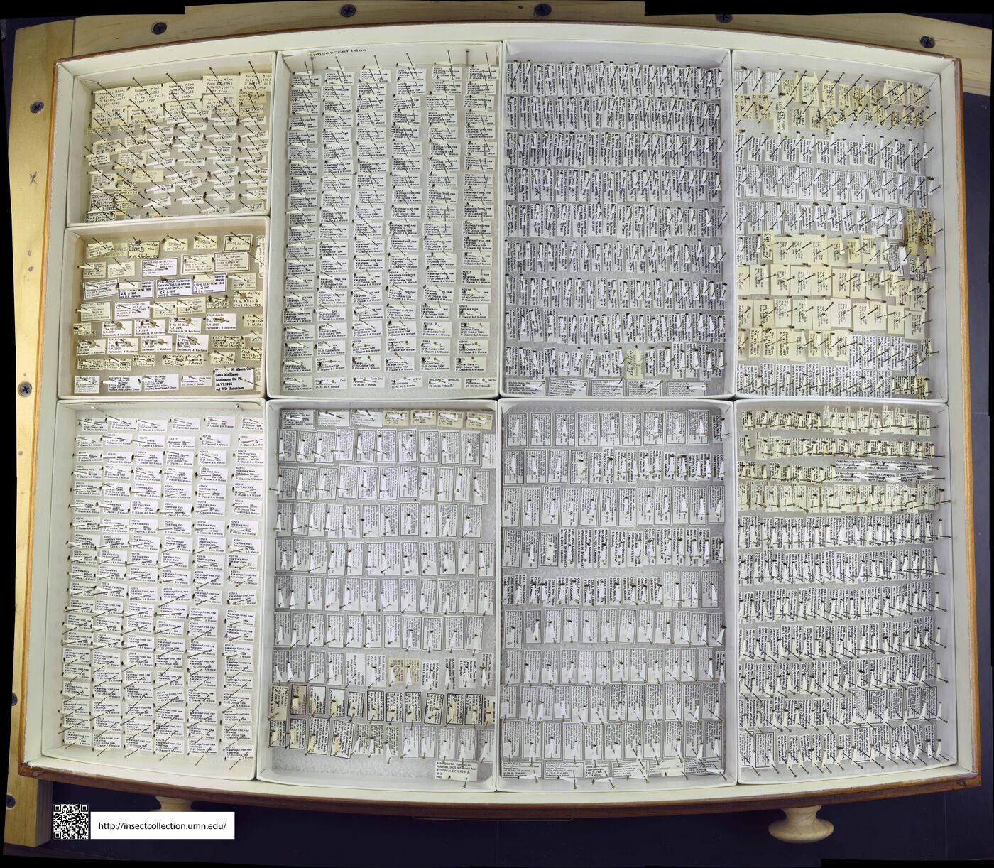 Sphaeroceridae image