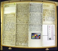 Media resource of Chlorops strigulus