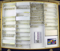 Media resource of Ancyronyx variegatus