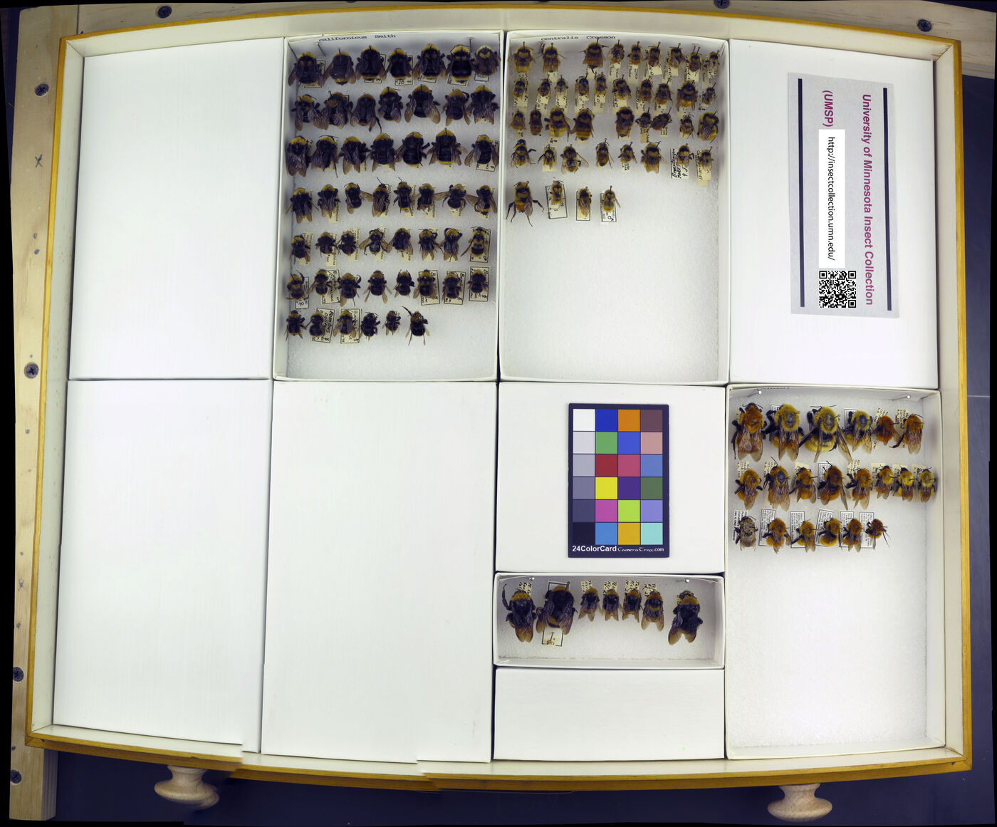 Bombus californicus image