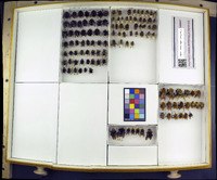 Media resource of Bombus californicus