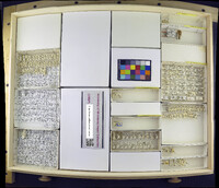 Media resource of Cetema subvittatum