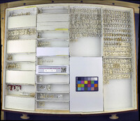 Media resource of Heterlimnius divergens