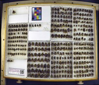 Media resource of Bombus distinguendus