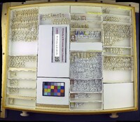 Media resource of Conioscinella flavescens