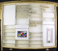 Media resource of Zaitzevia parvula