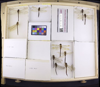 Media resource of Gynacantha nervosa