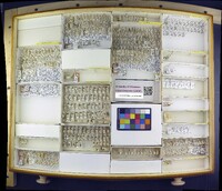 Media resource of Eribolus longulus