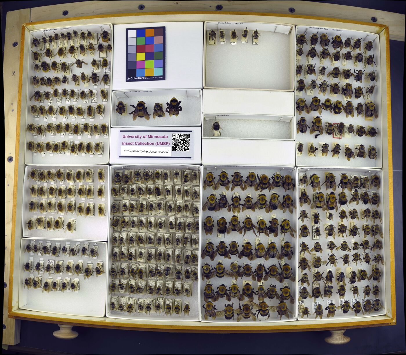 Bombus flavifrons image