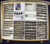 Media resource of Bombus flavifrons