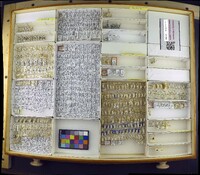 Media resource of Incertella bispina